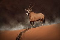 Oryx dans la brume matinale