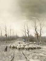 Troupeau de moutons sur les landes près de Laren