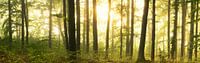 Forest panorama - lights in the deciduous forest