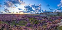 Blühende Heide auf Texel.