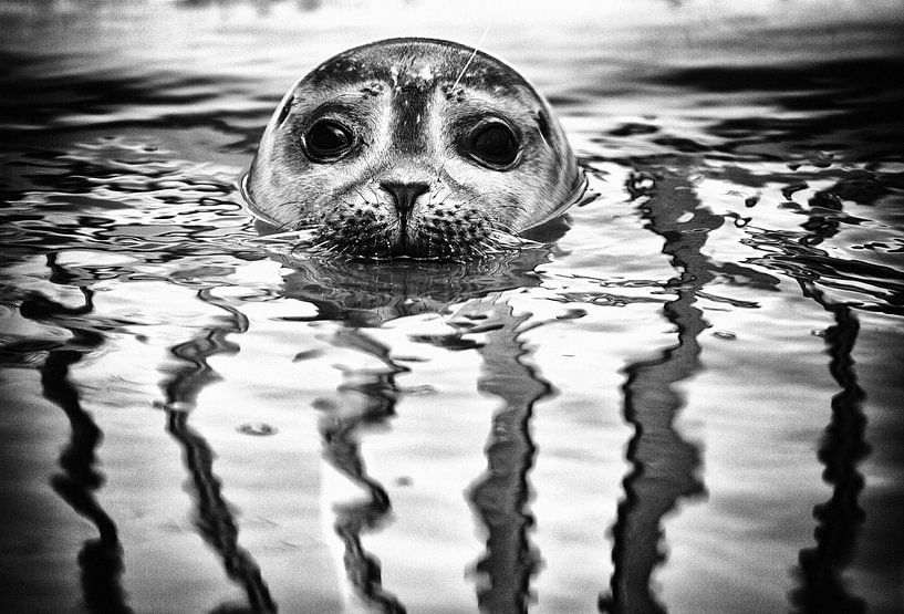 Siegel in Zeeland von Jacqueline Lemmens