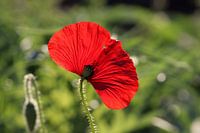 Coquelicot rouge