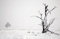 winter in national park de hoge veluwe
