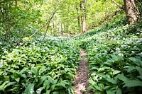 Daschief forest South Limburg