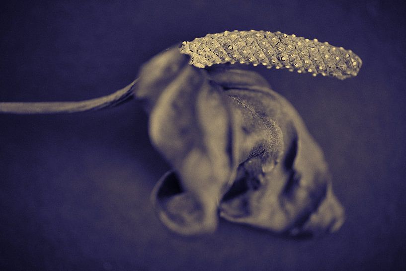 Getrocknete Anthurie in Duoton von Karel Ham