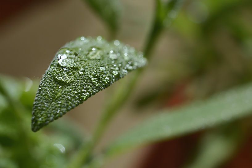 La sauge après la pluie par Heiko Kueverling