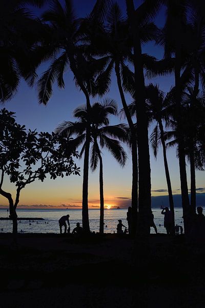 Palmtree silhouettes by Frank's Awesome Travels