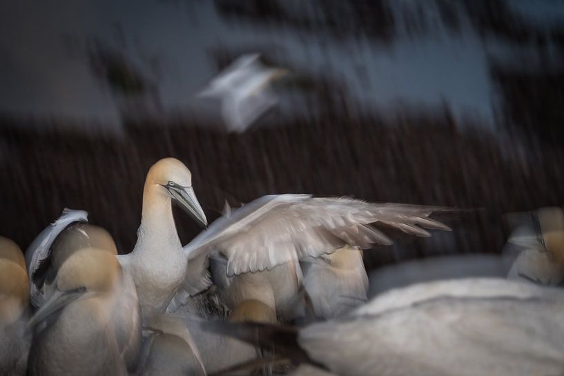 Landende Jan van Gent von Peter Lambrichs