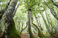 Sich windende Buchen