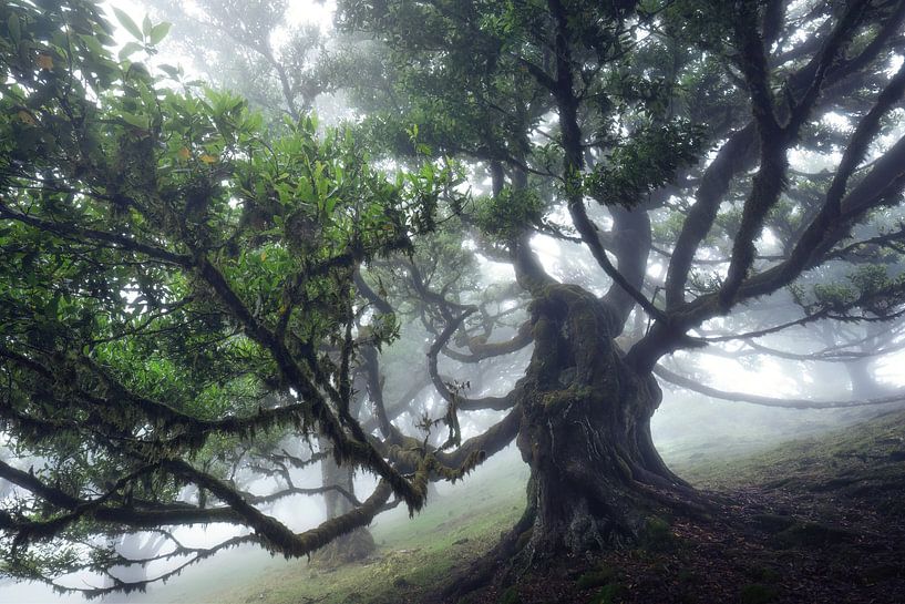 L'arbre à monstres II par Martin Podt
