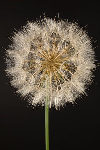 Morning star (Tragopogon) in the light with dark background by Marjolijn van den Berg