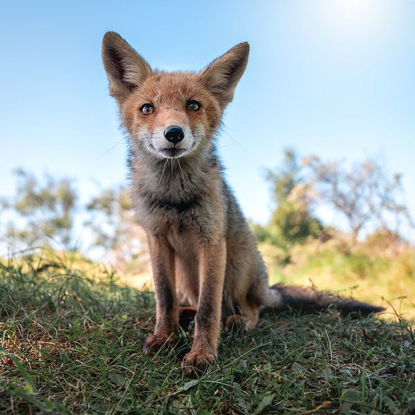Renard assis dans l'herbe avec le soleil en arrière-plan. par Jolanda Aalbers