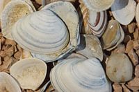 shells