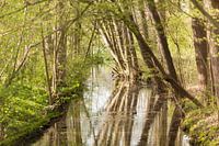 Voorjaar in Amelisweerd