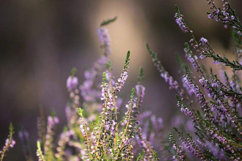 Flowering heather in the Veluwe by Karijn | Fine art Natuur en Reis Fotografie