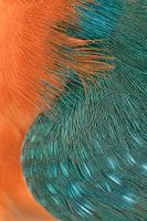 Makroaufnahme von Kingfisher