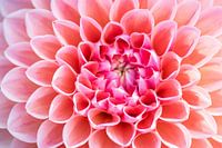 Macro shot of a noble ball dahlia shows spring at its best