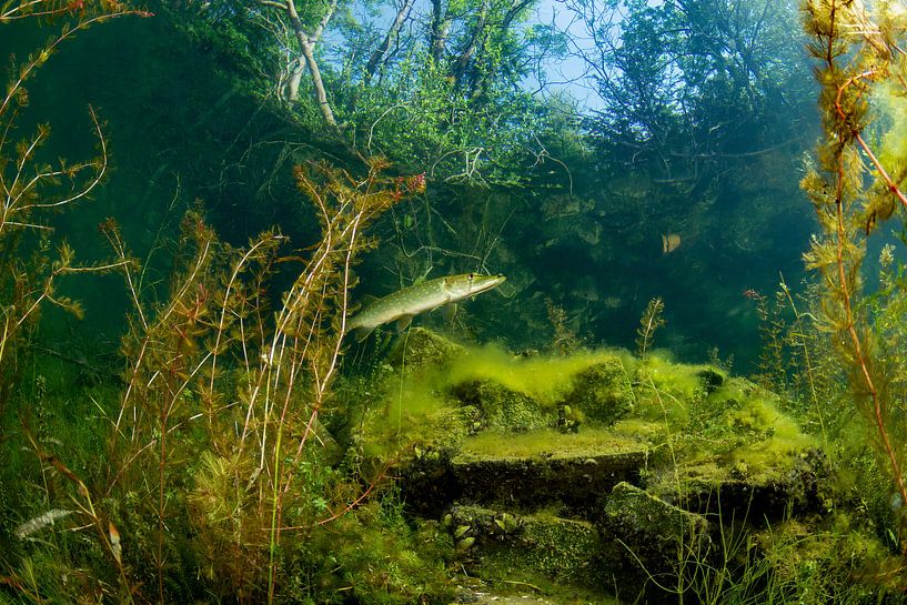 Brochet dans l'étang  d'Ekeren par Filip Staes
