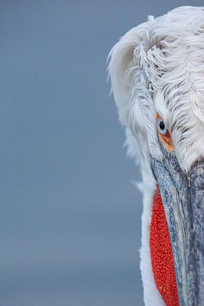 Kunstvoller Halbpelikan von Kris Hermans