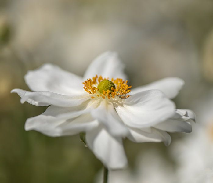 Anemone von Tonia Beumer
