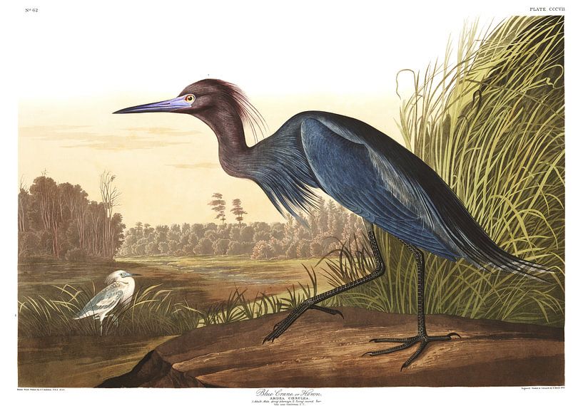 Blue Crane, or Heron by Birds of America