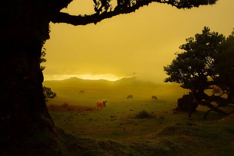 vache à Madeira par jonathan Le Blanc