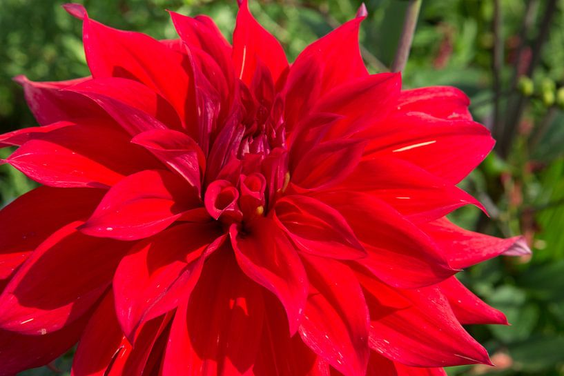 Flower 6 von Eugene Klinkenberg