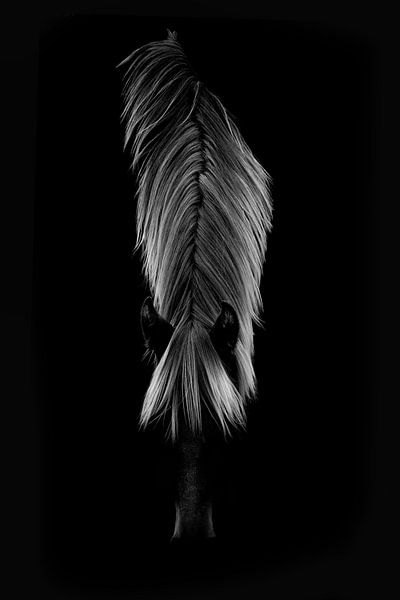 Sluier van Licht Minimalistisch Paardenportret paard - manen van Femke Ketelaar