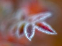 Herbstblätter nach dem ersten Frost