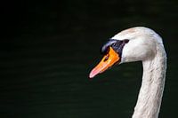 Der einsame Schwan