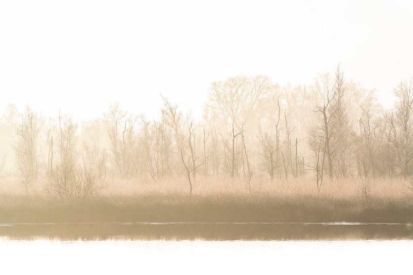 Goldener Morgennebel - Die Schale von Femke Ketelaar
