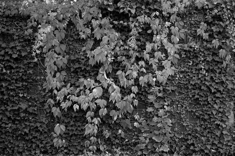 The colours of autumn in different splendours by Bianca Meyering Fotos - BMF