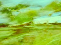 Sonnenblumen im Wind 7