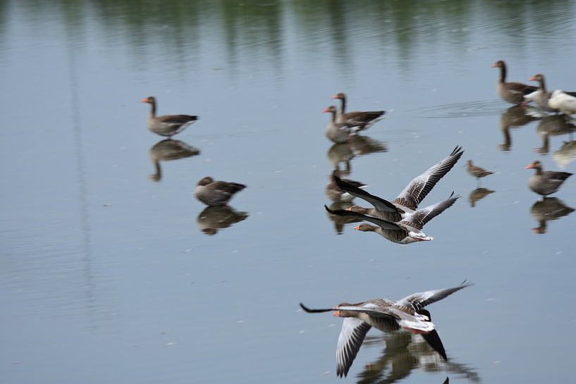 Oies grises par Gerard de Zwaan
