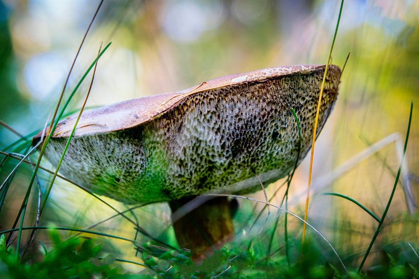 Pilz, Boletus badius im Wald von Rietje Bulthuis