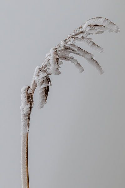 Winterschilf von Anjo ten Kate