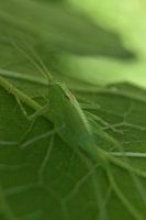 grasshopper hidden under leaf
