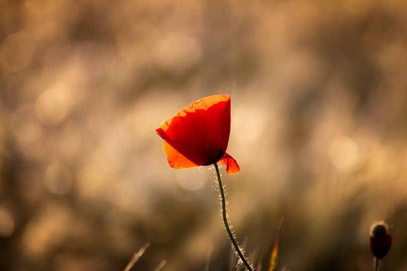 Rêves de fleurs par Gentleman of Decay
