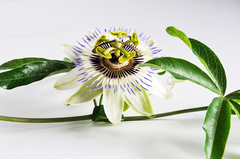 Passion flower 3 by Lars-Olof Nilsson
