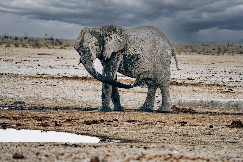 Eléphant se rafraîchissant à un point d'eau en Namibie, Afrique par Patrick Groß