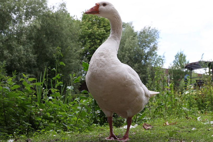 gans aan de waterkant by Frans Versteden