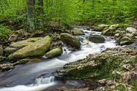 Mountain stream in mixed forest