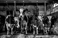 Dutch cows in an old barn