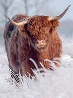 Schottischer Highlander im Winter
