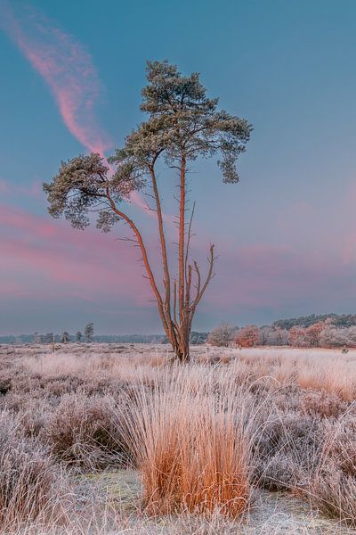 Les dunes de Loonse Drunese avant le lever du soleil avec du givre sur les champs. par Rob Saly