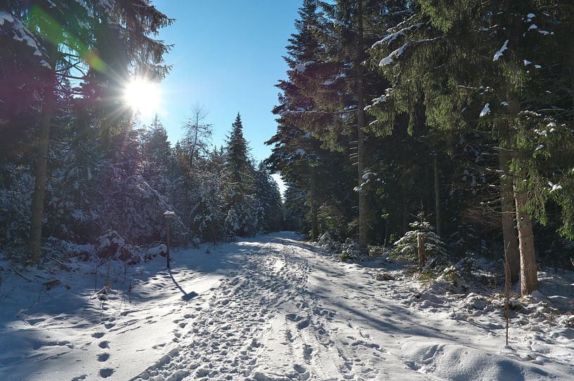 Forest by Daniel Dorst