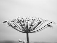 Bärenklau schwarz/weiß