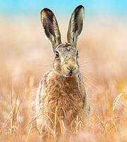 Portret van een haas