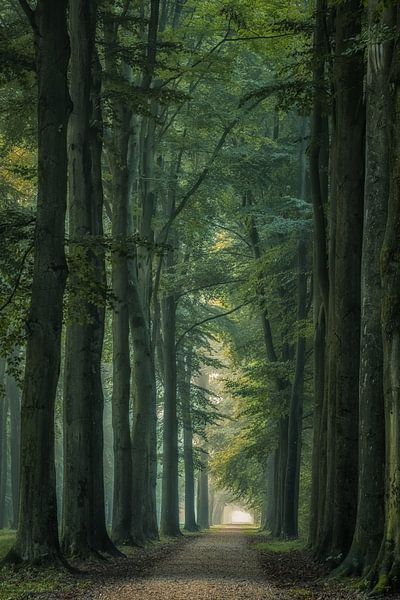 Allee der Bäume auf dem Anwesen von Moetwil en van Dijk - Fotografie