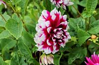 Rote Dahlie mit weißen Blütenspitzen